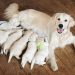 What Is The Dog Pregnancy or Gestation Period Of Dogs?? dog pregnancy