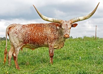 The Watusi cow