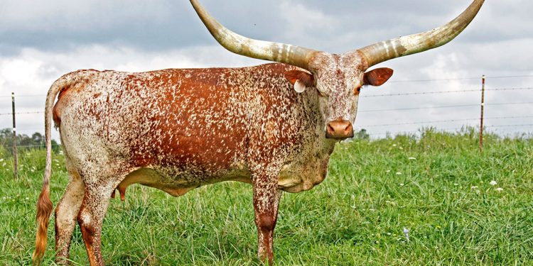 The Watusi cow