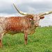 The Watusi cow, a cow with huge horns The Watusi cow