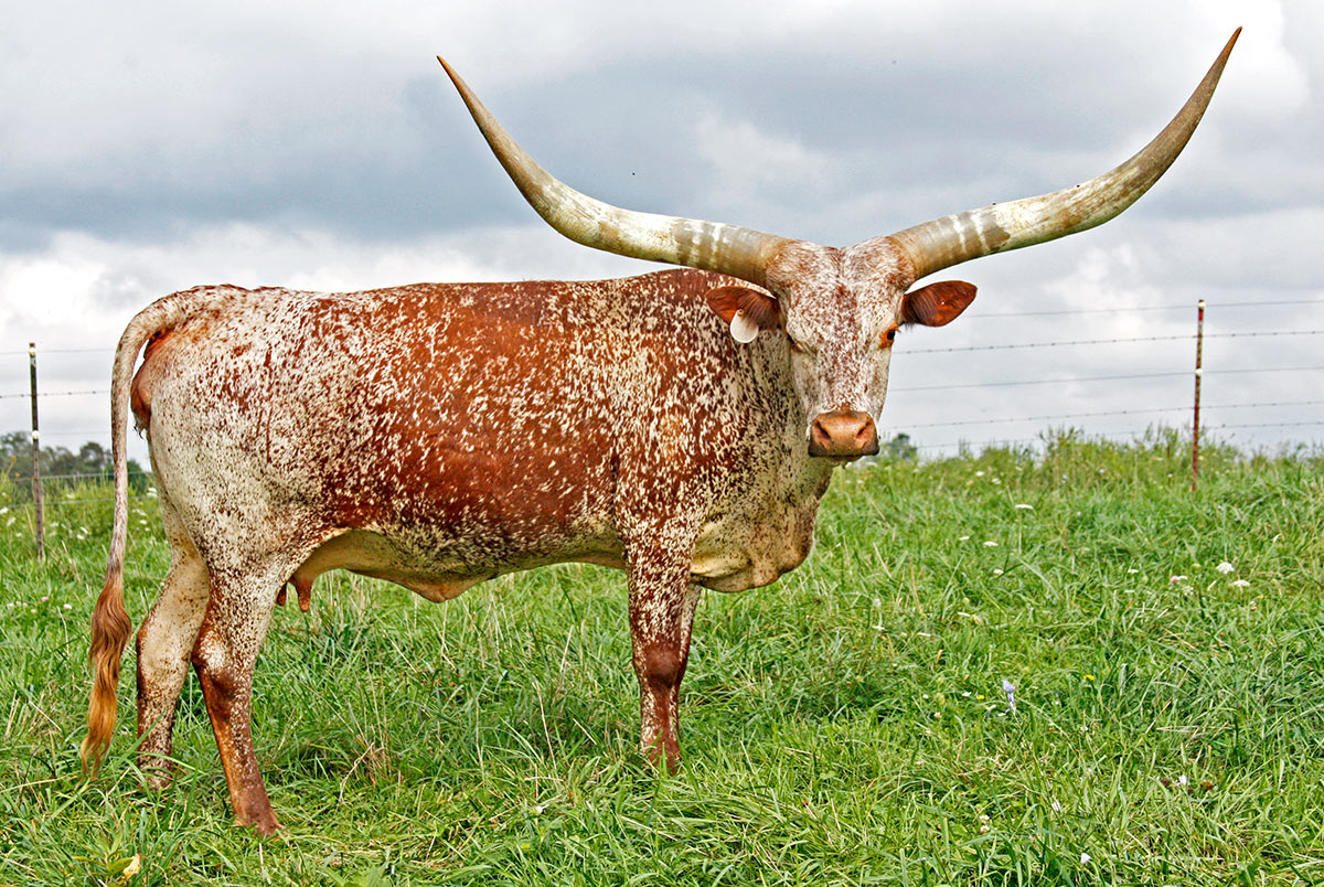 The Watusi cow, a cow with huge horns The Watusi cow