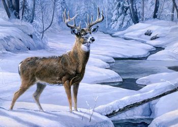 The colors in the animal world colors