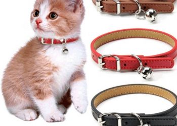 cat collar