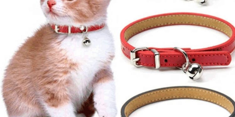 cat collar