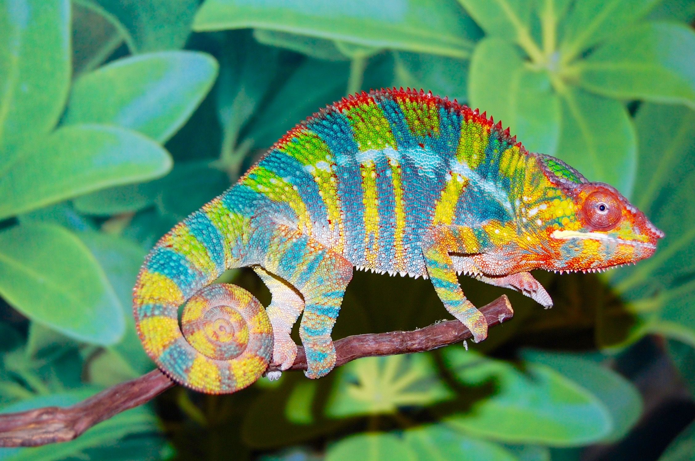 colors