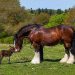 The Senses Of The Horse – The Sense Of Touch sense of touch