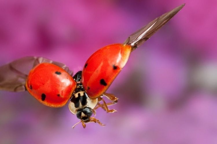 Ladybugs What Kind Of Environment Do They Prefer To Live In?