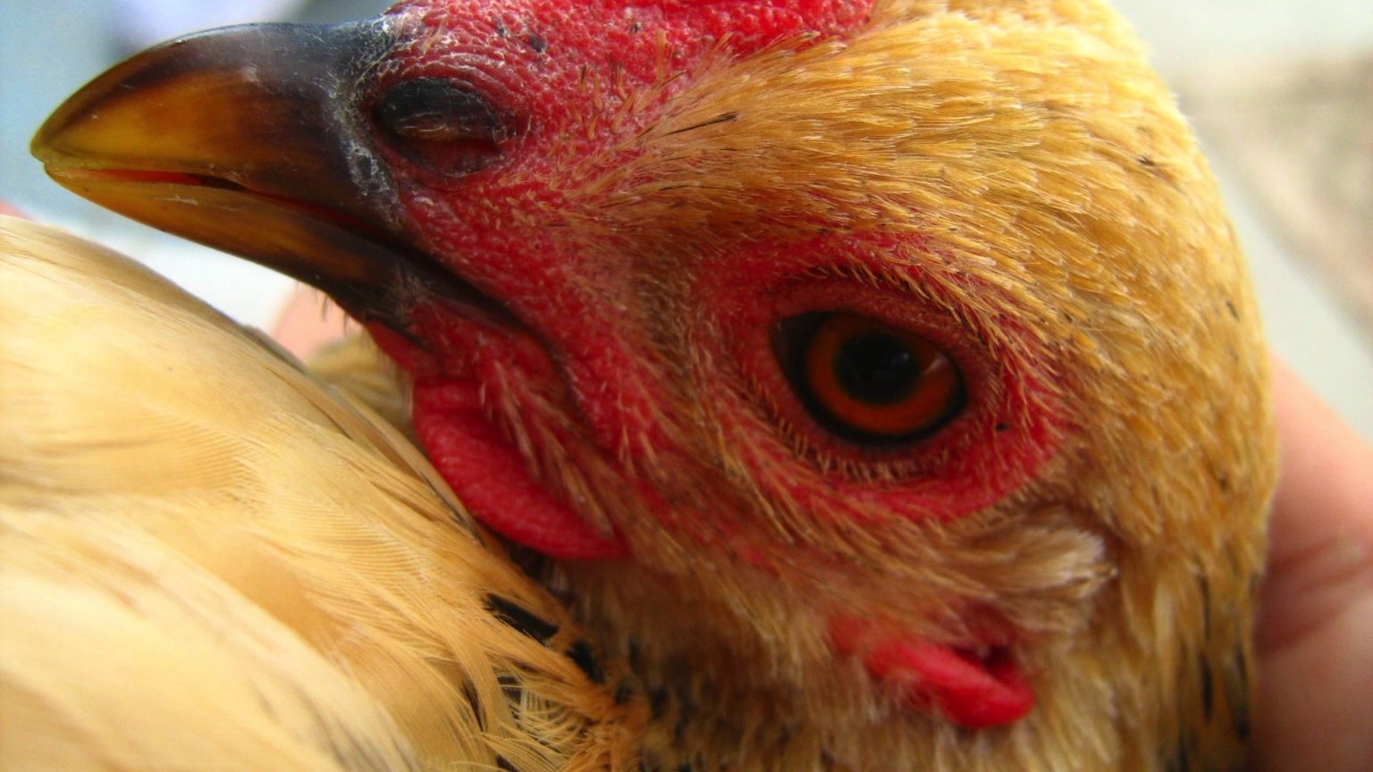 Snot In Chickens Recognizing And Treating The Disease