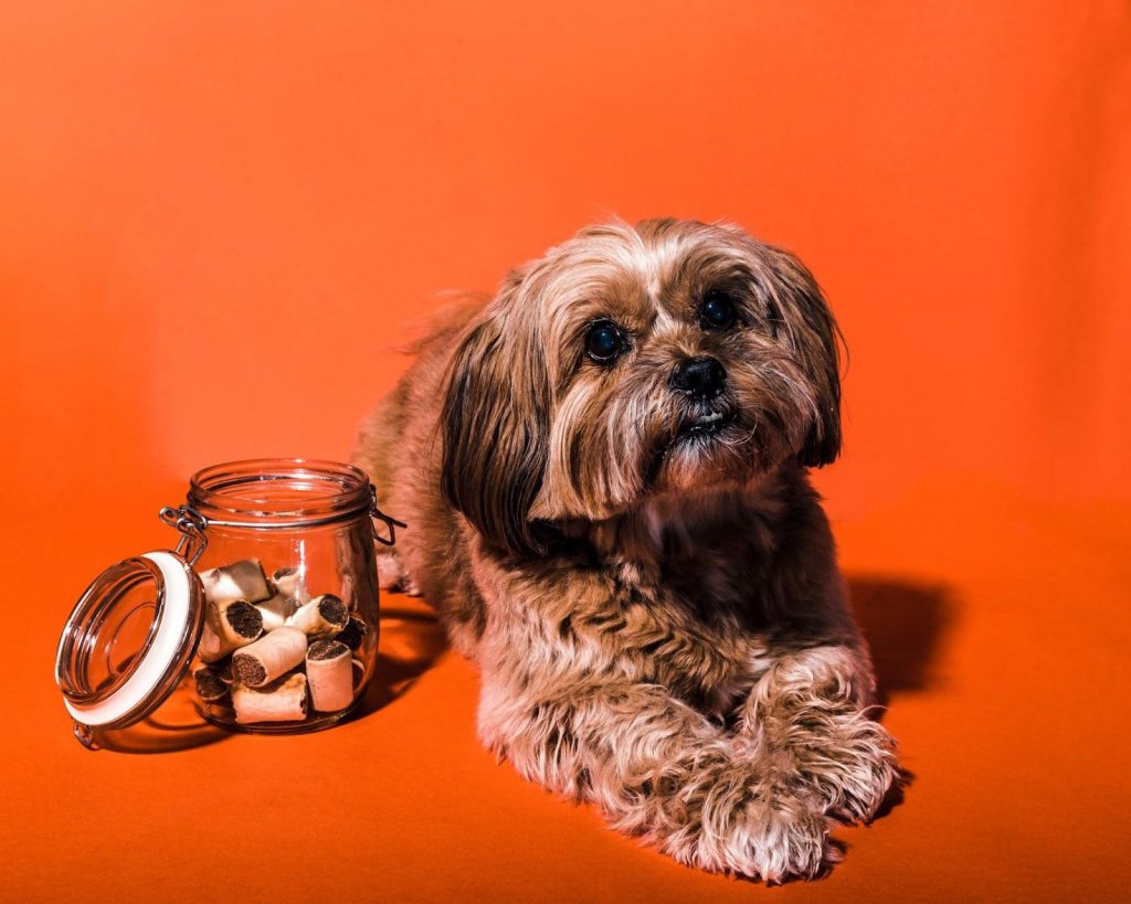Dog Snacks Storing