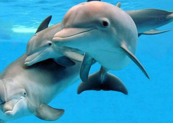 Facts About Dolphins