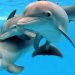 Five Facts About Dolphins You Never Knew Facts About Dolphins