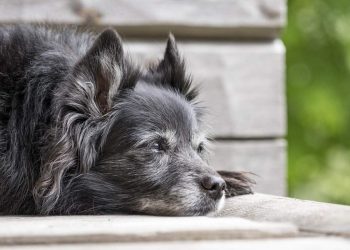 Health Problems in Senior Dogs