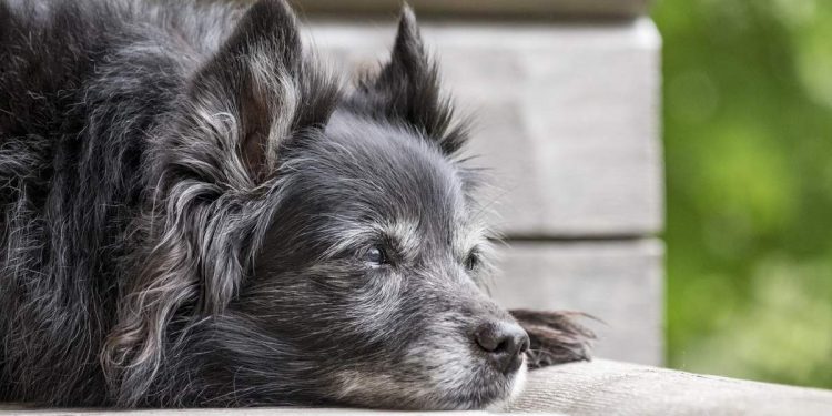 Health Problems in Senior Dogs