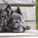 6 Health Problems in Senior Dogs You Should Know About Health Problems in Senior Dogs