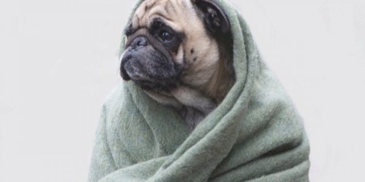 How To Cool Your Pugs At Night