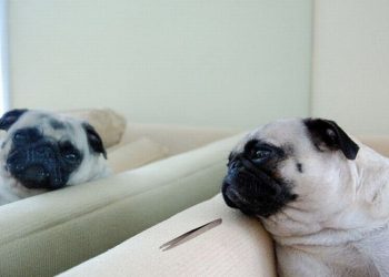 How To Cool Your Pugs At Night