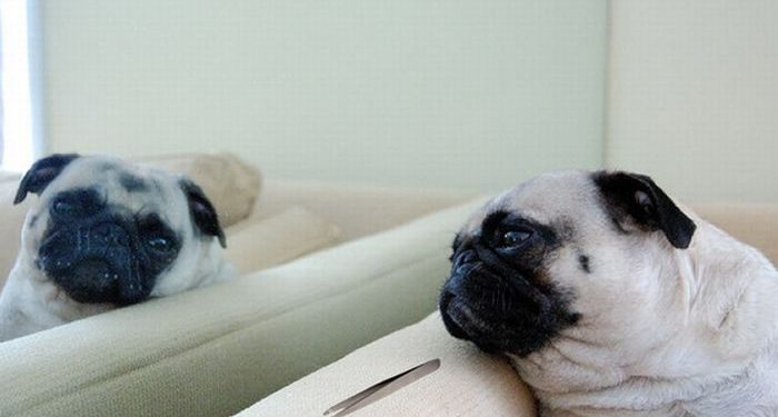 How To Cool Your Pugs At Night