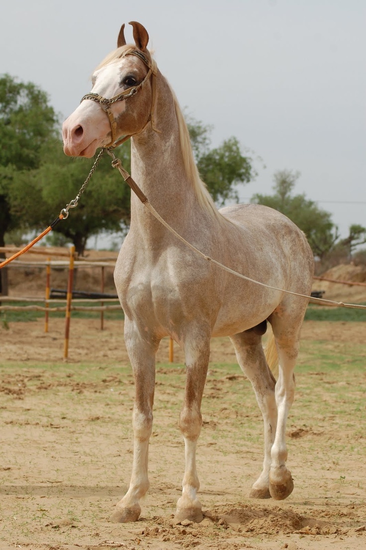 The Marwari horse