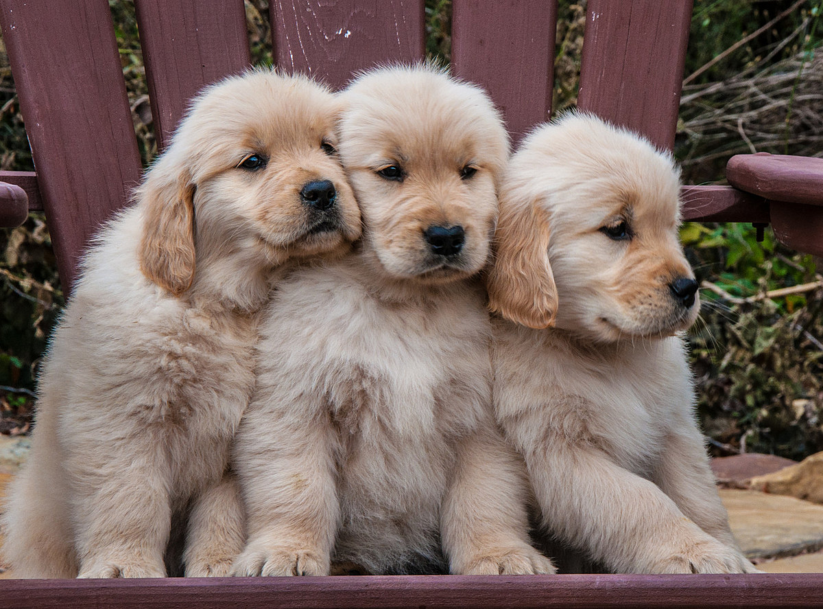 dog cost