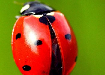 ladybugs
