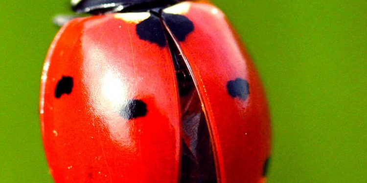 ladybugs