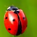 Ladybugs: what kind of environment do they prefer to live in? ladybugs