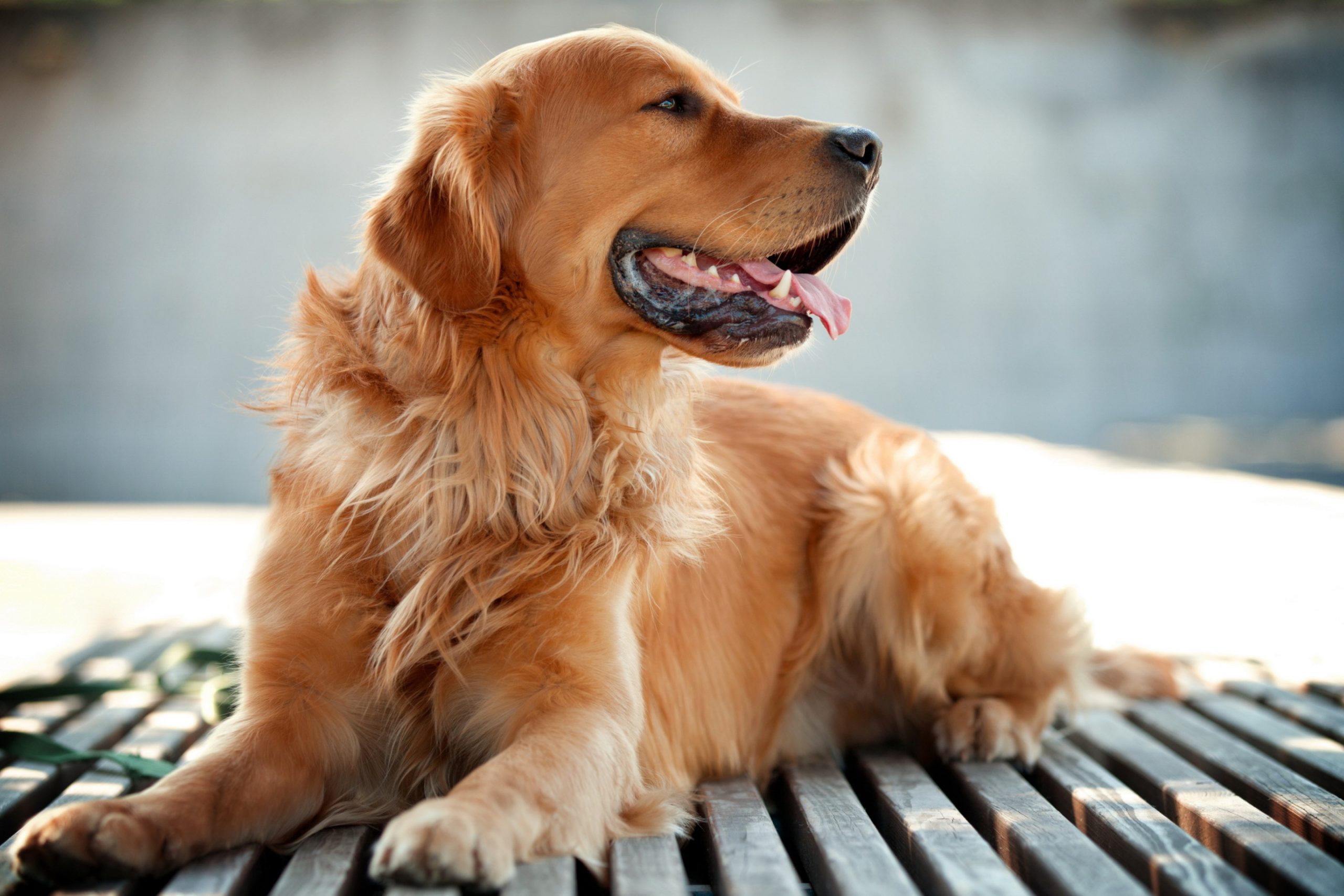 dog cost per year