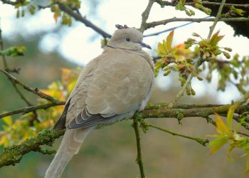 Turkish Turtle Dove: Characteristics, Habitat, and Behavior