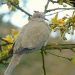 Turkish Turtle Dove: Characteristics, Habitat, and Behavior