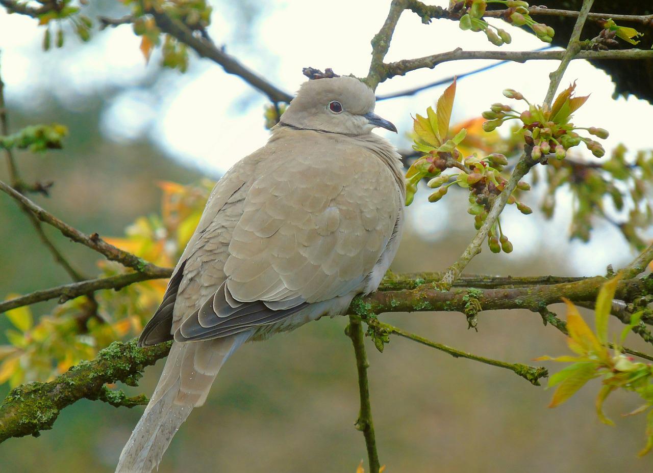 dove
