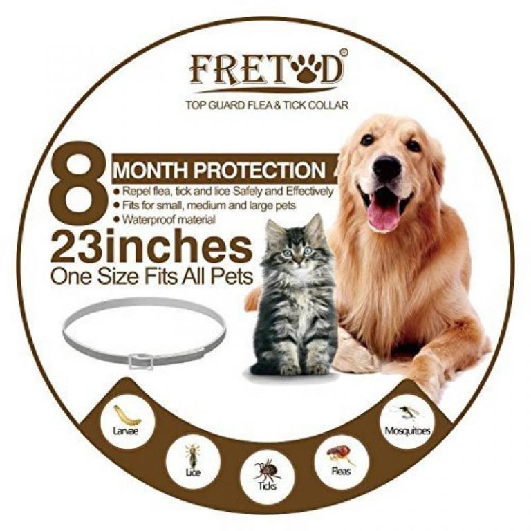 The Best Cat Collars Of 2022 Pet Rescue Blog
