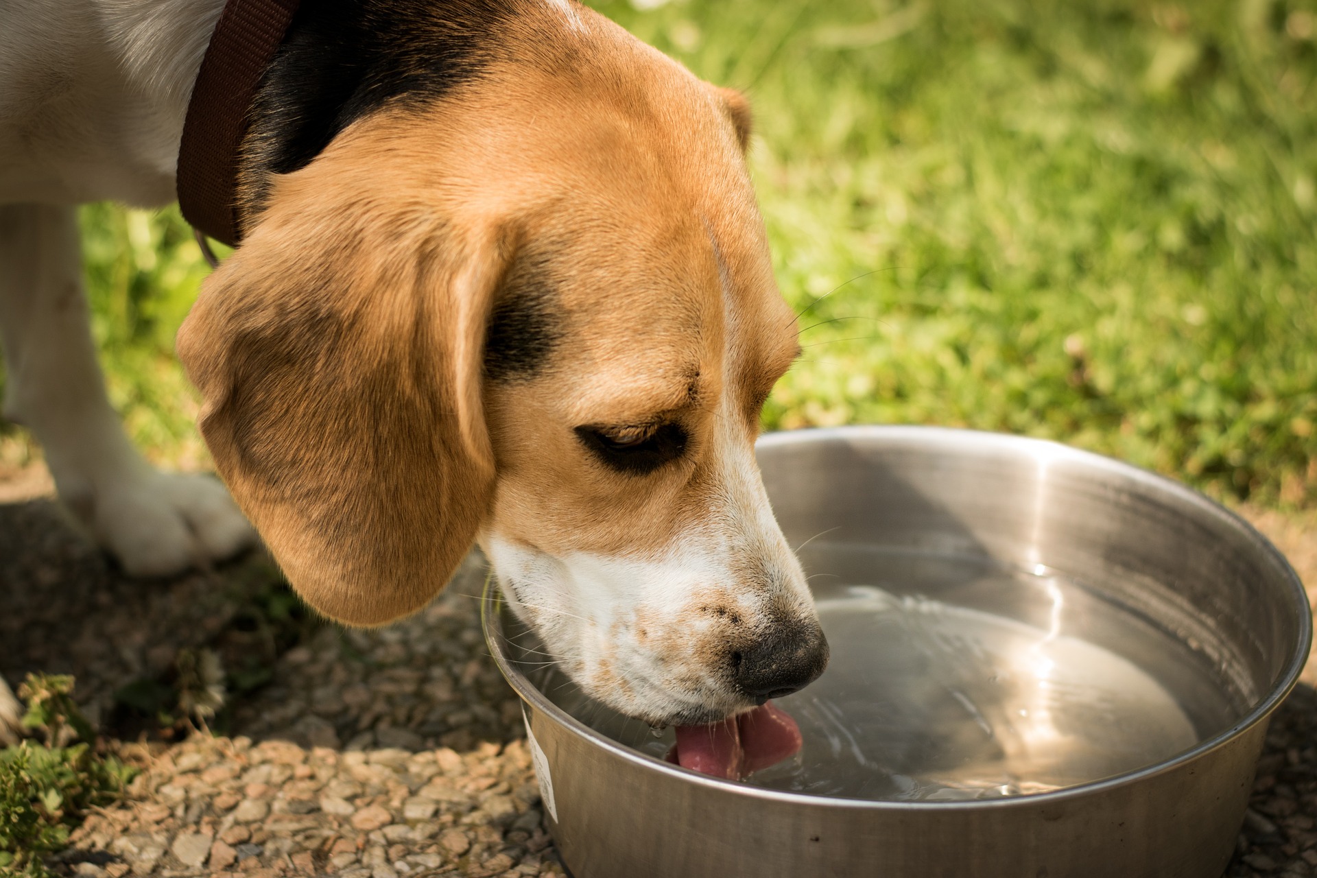 dog drinker