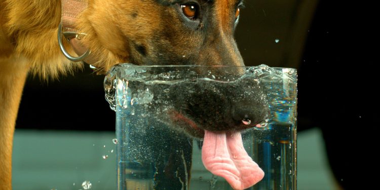 dog drinker