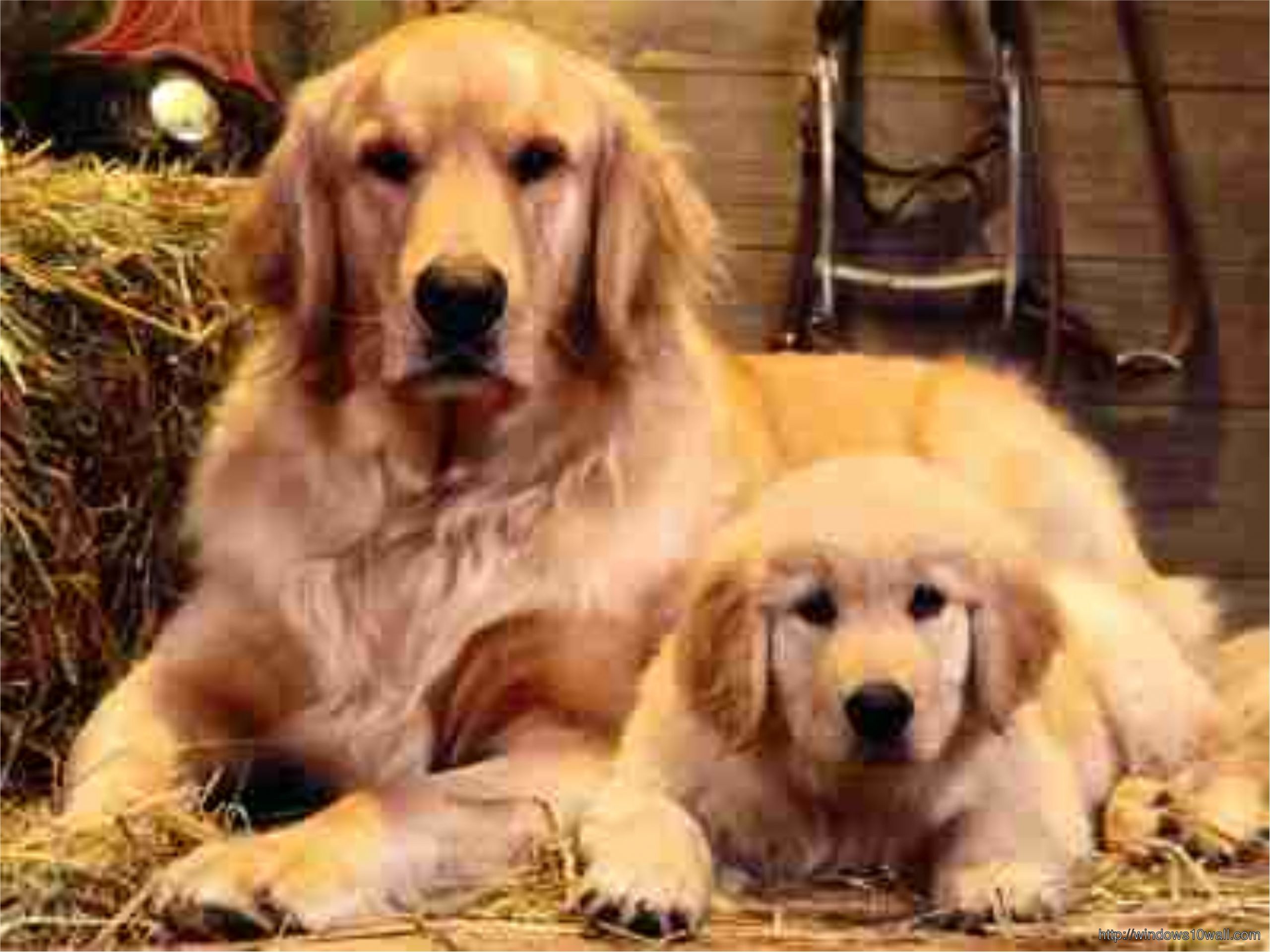  dog cost per year
