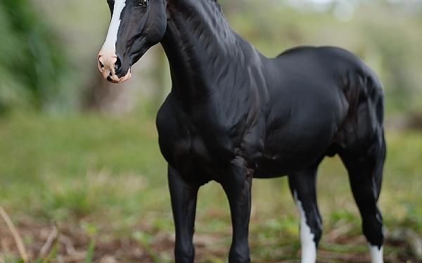 The Marwari horse