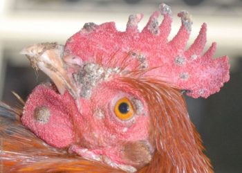 Snot in chickens: recognizing and treating the disease snot