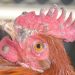 Snot in chickens: recognizing and treating the disease snot