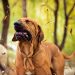 Why do dogs sneeze, cough and sniffle, pneumonia? cough