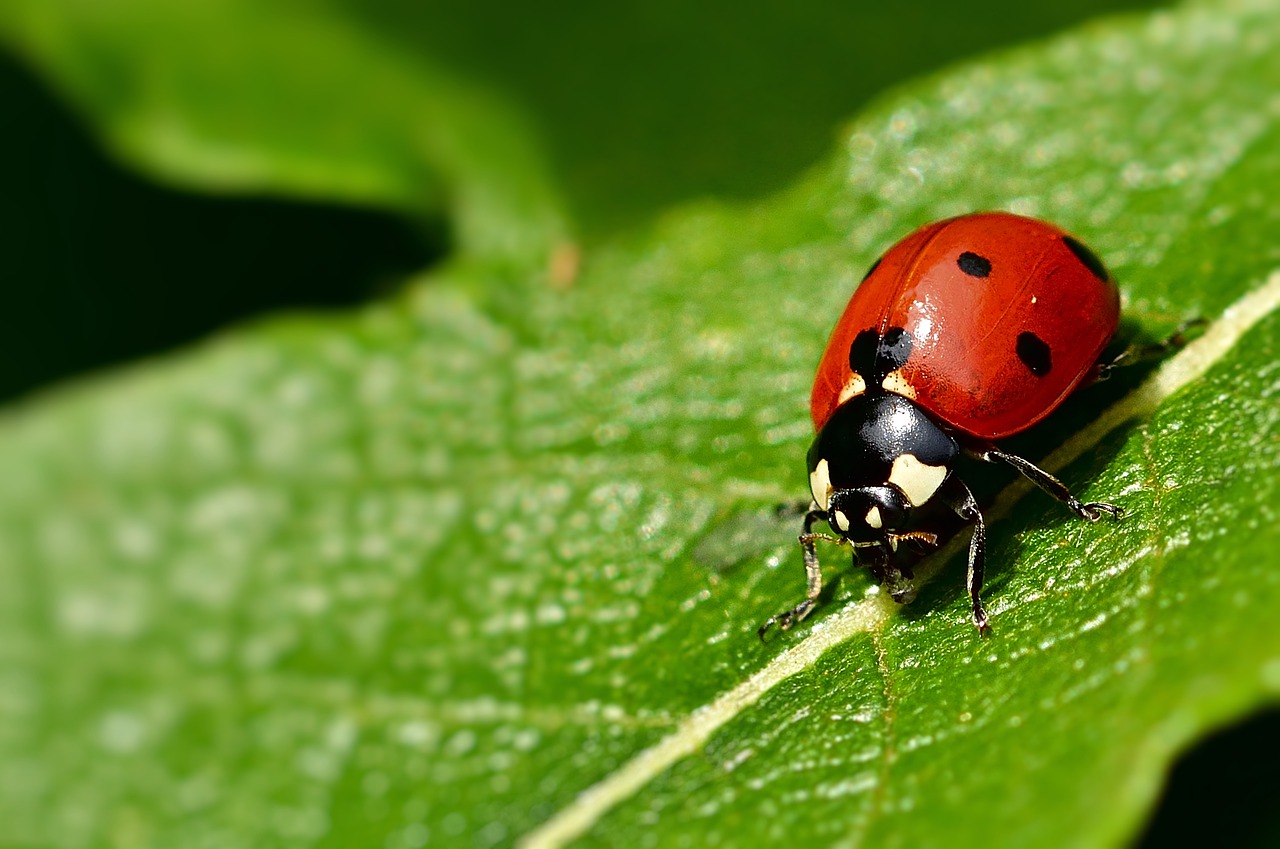 ladybugs
