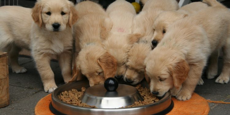 Common Ingredients in Dog Food