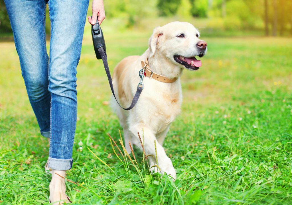 Things to Consider Before Adopting a Dog