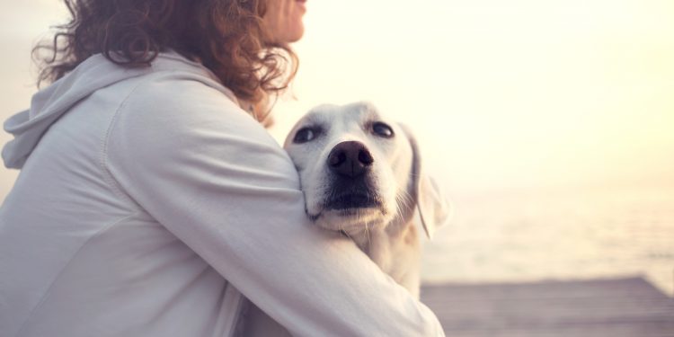 Dogs for Adoption: 3 Things to Consider Before Adopting a Dog