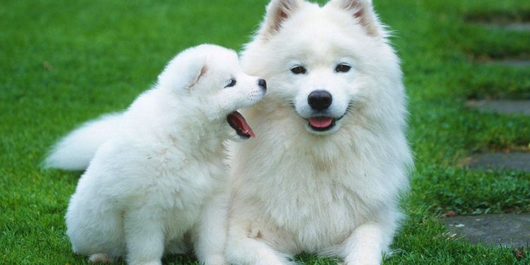 dog cost
