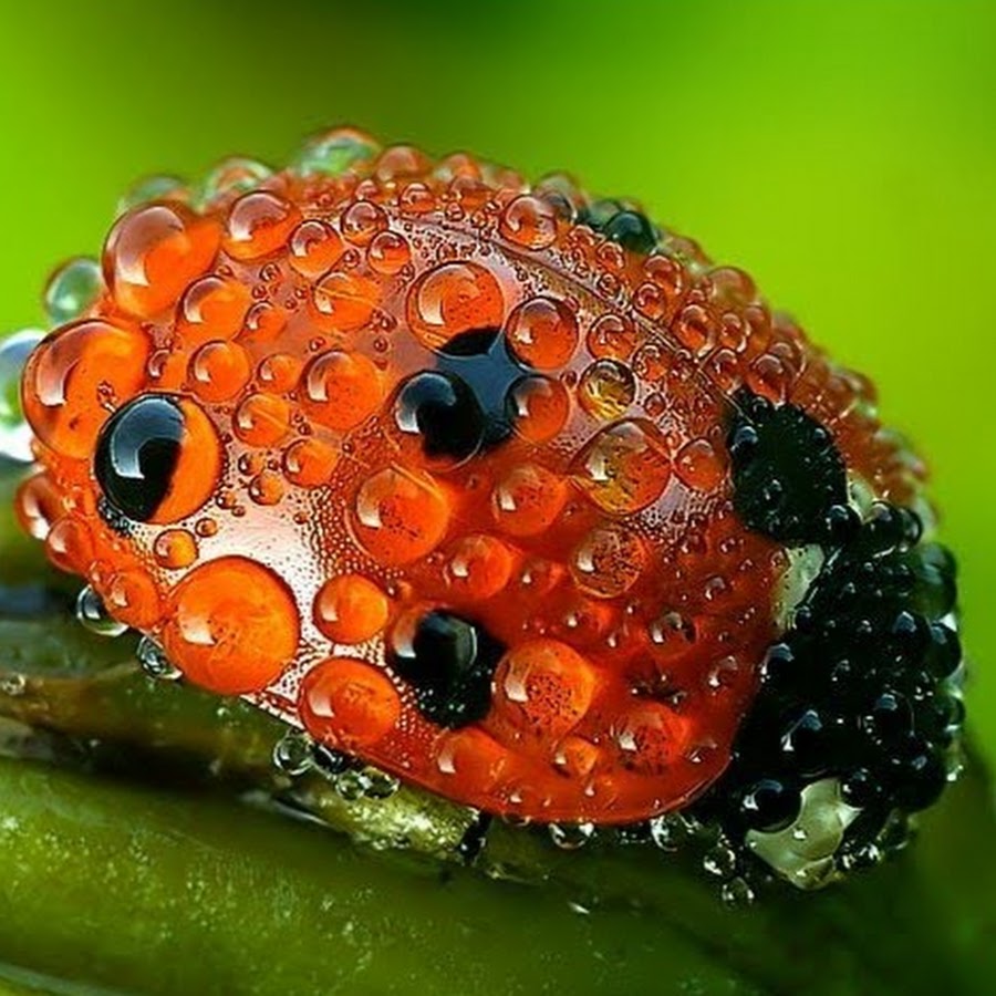 ladybugs