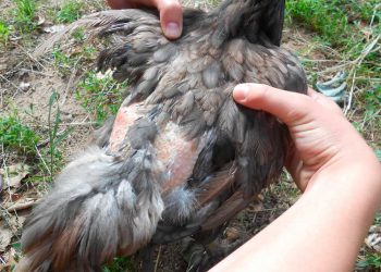 Identifying, Treating and Preventing Types of Lice in Chickens Lice in Chickens