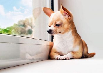 Chihuahuas Good Emotional