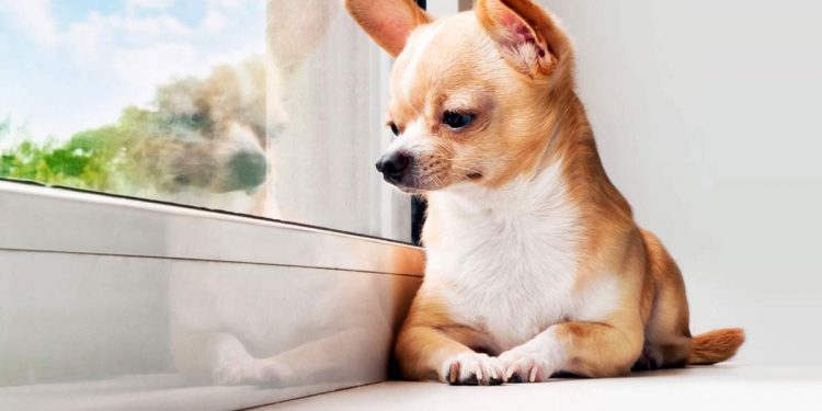 Chihuahuas Good Emotional