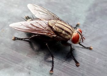housefly