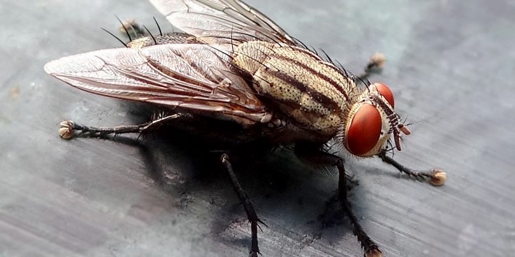 housefly