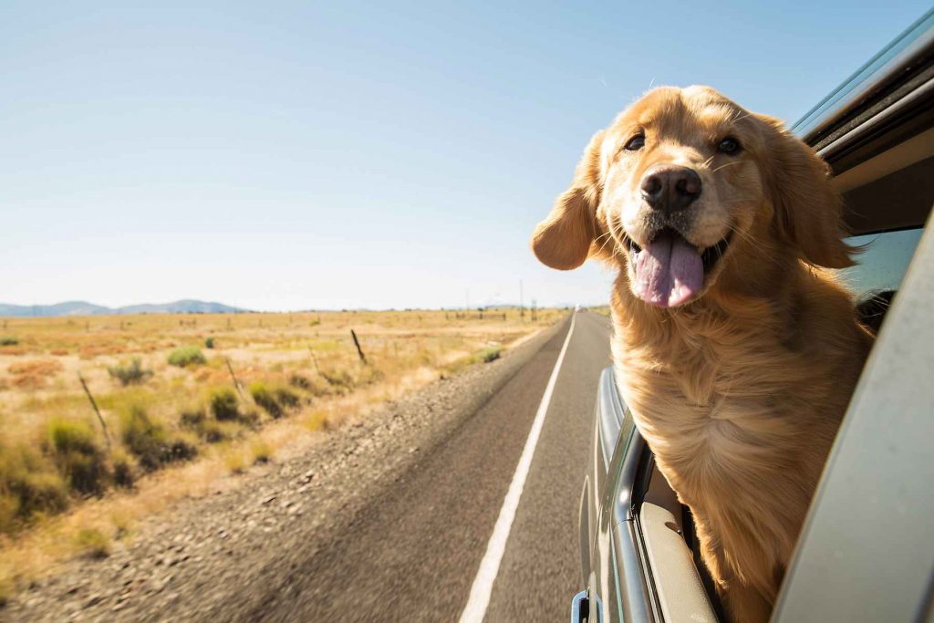Dog-Friendly Road Trip
